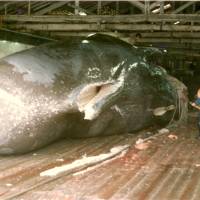 Death ahoy!: A 19.5-meter bull Sperm whale being butchered at Ayukawa, Miyagi Prefecture, in 1978. | C. W. NICOL