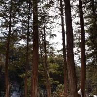 Old growth: Snow lies on the ground around trees in Japan\'s sole natural hinoki forest in the Kiso Valley, Nagano Prefecture. | WINIFRED BIRD