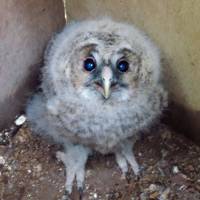 A baby Ural owl is shown in May 2012 after being hatched in a nest box set up in a restored forest in eastern Kishiwada, Osaka Prefecture. | KYODO