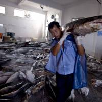 Overfishing: A Chinese worker carries a slaughtered shark at a processing factory in Pu Qi, Zhejiang province. | AFP-JIJI