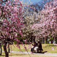 Flower power: Japanese plum trees blossom in Mukoyama Ryokuchi Park in Toyohashi, Aichi Prefecture. |  KAORI SHOJI