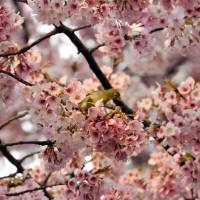 A bird sits on a branch of a blooming cherry tree at a park in Tokyo on Tuesday. | AFP-JIJI