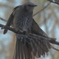 Flash mob: Displaying a fine spread of tail feathers, this Brown-eared Bulbul seems to be staking a claim for attention among others in its garrulous flock. | MARK BRAZIL PHOTO