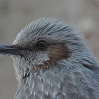 A close-up of the marking that gives these birds their name. | MARK BRAZIL PHOTO