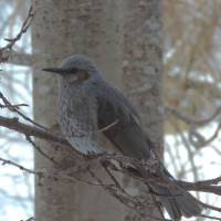 With its feathers partially puffed out against the cold, this bird in Hokkaido appears to be pondering where to go for its next meal &#8212; or squabble. | MARK BRAZIL PHOTO