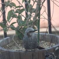 Feeding time: This bulbul on a Tokyo apartment\'s balcony isn\'t just showing off its bad-hair-day plumage, but has come calling for the halved mikan it\'s trained the owner to put out. | NOBUKO TANAKA