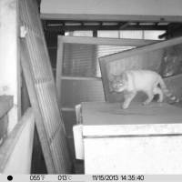 Fraidy cat: Video cameras have been set up to track the movements of abandoned felines in Fukushima Prefecture. | COURTESY OF RESCUING ANIMALS IN FUKUSHIMA