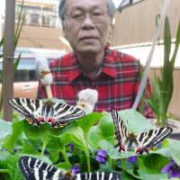 Hirokazu Sakamoto watches over some Gifu butterflies in Osaka on Monday. He has bred more than 20 of the species, which is considered at risk of becoming endangered. | KYODO