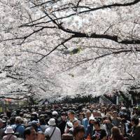 In the pink: Japanese are proud of someiyoshino cherries, Japanese favorite for blossom viewing. Is the species Japanese or a Korean original? | SATOKO KAWASAKI