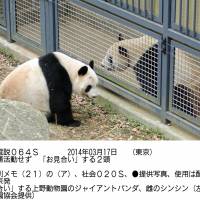 Female giant panda Shin Shin (left) and male Ri Ri are placed near each other to gauge their interest in mating at Ueno Zoo in Tokyo last Thursday. | UENO ZOO / KYODO