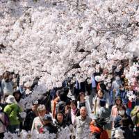 People view the splendor of cherry blossoms in full bloom near Chidorigafuchi Moat in Chiyoda Ward, Tokyo, on Monday. Drawing thousands of spectators in the space of just a few days for a stroll beneath the trees, the area is known as one of the capital\'s most popular viewing spots as it boasts some 260 trees along a 700-meter stretch. The trees, which will be floodlit from sunset until 10 p.m., are expected to be at their best until this weekend. | SATOKO KAWASAKI