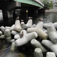 They make a great duck perch too: Tetrapods seen from the pedestrian walkway along the Takahama Canal in Minato Ward, Tokyo. | CAMERON ALLAN MCKEAN