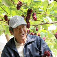 Grape grower Yoshihide Ogawa, from the city of Yamanashi, holds a cluster from this year\'s first Delaware grape crop, which survived record snowfalls for February. | KYODO
