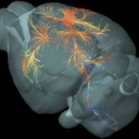 Neuronal highway: A 3-D view of the axonal connections originating from the primary motor cortex of a mouse brain. | REUTERS