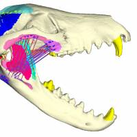 Force of nature: Computer-generated models show the muscle geometry and attachment sites of the Nimbacinus dicksoni (left) and the Tasmanian tiger. | REUTERS