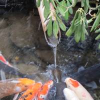 Creature comforts: Koi gather under a steady inflow of warmer water, just as we enjoy a hot-spring bath. | MARK BRAZIL PHOTO