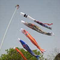 As a symbol of triumph through perseverance, koi flags are flown on Children’s Day. | MARK BRAZIL PHOTO