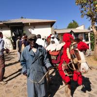 Trotting through Ethiopia: Tedla, the old gent in the photo on the left leading a caparisoned Simien horse/pony, is one of Nic’s old rangers, now in his 80s, who is attending a reception for Nic in Debarek. | C.W. NICOL