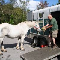 Feeding time: Doug Joiner, the chairman of British Horse Loggers, with his longtime partner Ella, a gentle gray Percheron mare who sadly died last month. The pair once serviced Britain\'s Royal family by delivering a Christmas tree. | C.W. NICOL