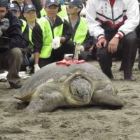 A Japanese green sea turtle, dubbed Lady Gaga, heads to the water in Taoyuan, northern Taiwan, on April 1. | KYODO