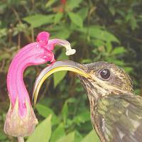A buff-tailed sicklebill is shown with one of the flowers the Amazon hummingbirds are specialized for. | KYODO