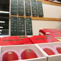 Mangoes sold under the Taiyo no Tamago (Egg of the Sun) label are displayed for the season\'s first auction in the city of Miyazaki on Thursday. | KYODO