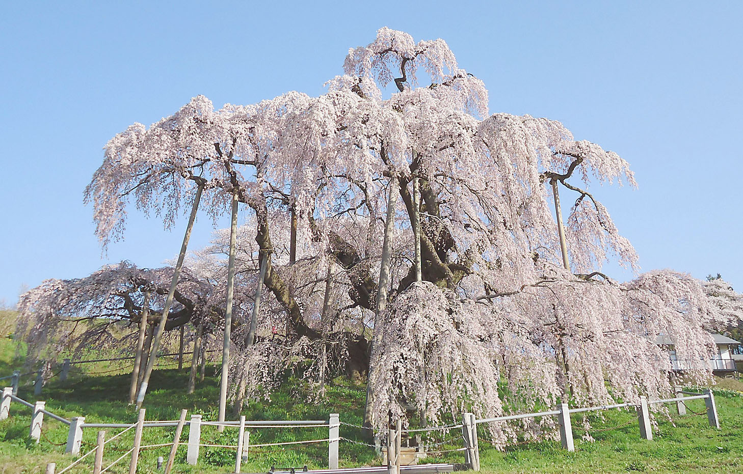 Petal power: The famous solitary taki-zakura (waterfall cherry tree) in Miharu, Fukushima Prefecture, is a popular tourist spot in spring. | KYODO