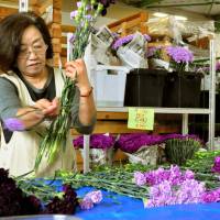 A florist packages up carnations in a warehouse close to Narita airport on Wednesday. The flowers were imported from South America ahead of Mother\'s Day on May 11. | KYODO