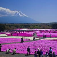 Stunning: The Fuji Shibazakura Festival makes for a great photo opportunity. | KIMU ITO