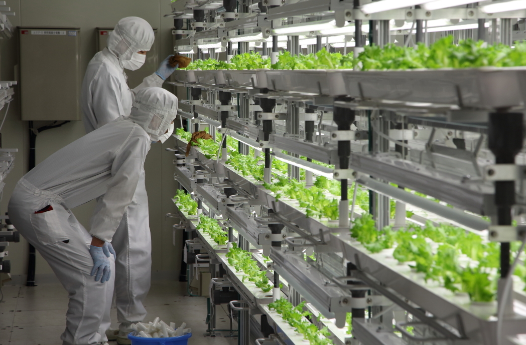 Workers inspect lettuce at the Aizu-Wakamatsu Akisai Vegetable Plant, in Fukushima Pref. | COURTESY OF FUJITSU