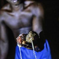 African commodity: A collector holds two sea cucumbers in Dublin, Sierra Leone, in January. The lowly sea cucumber, a fleshy, sausage-shaped creature that scavenges for food on the seabed, is prized in China for its medicinal properties and as a natural aphrodisiac. | REUTERS