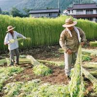 Workers harvest cannabis at a licensed farm in Tochigi Prefecture.  | JUNICHI TAKAYASU