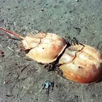 Horseshoe crabs use the coastal waters around the city of Kasaoka, Okayama Prefecture, as their breeding grounds. | KYODO