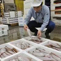 A man examines a flounder caught off the coast of Iwaki, Fukushima Prefecture, at the Tsukiji fish market Friday. The sale was the first of fare from the area since the meltdowns. | KYODO