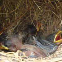 Ingenious method: Darwin’s finch nestlings on the Galapagos Islands face a deadly parasitic threat. Researchers have found a way to protect the birds from fly maggots by offering the birds insecticide-treated cotton for incorporation into their nests. Galapagos finches take on killer maggots