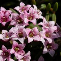 Alpine azaleas generally comprise tiny pink clusters of flowers, each just a few millimeters across. | MARK BRAZIL