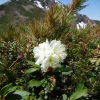 Mountain magic: Few sights are as impressive as a Rhododendron aureum in bloom at Daisetsuzan National Park in central Hokkaido. | MARK BRAZIL