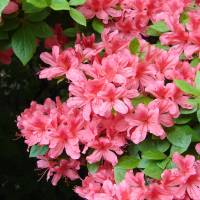 Azaleas can be easily found in urban gardens and parks across the country. | MARK BRAZIL