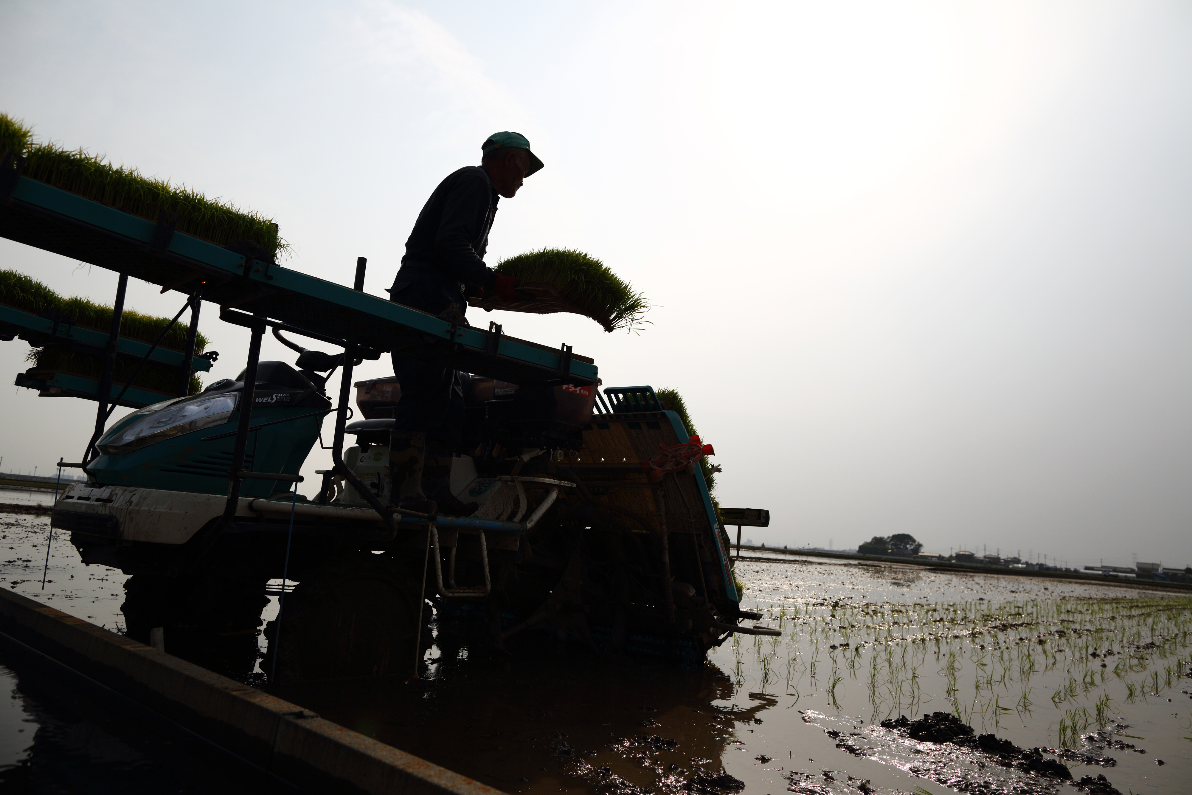 A farmer stands on a transplanter while preparing rice seedlings in a paddy in Saitama Prefecture on Sunday. | BLOOMBERG