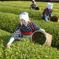 Women in traditional tea-picker kimono harvest the season\'s first crop of tea on a plantation in Nishio, Aichi Prefecture, on Friday. The period from May 14 to 23 is the peak tea-picking season in Nishio, a major production area for fine-quality \"tencha\" leaves that are made into powdered green tea and used in traditional tea ceremonies. | KYODO