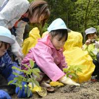 Nursery school children plant oak seedlings in Yamada, Iwate Prefecture, on Thursday. The seedlings were grown from acorns picked up by children in Iwate and Miyagi prefectures following the March 2011 quake and tsunami in the hope of rebuilding the Tohoku region. | KYODO