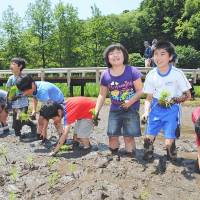 Students from Jindaiji Elementary School in Chofu, western Tokyo, plant rice seedlings in a paddy in a hands-on educational program organized by the Jindai Botanical Gardens. | SATOKO KAWASAKI