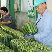 Square watermelons are checked prior to shipment Wednesday in Zentsuji, Kagawa Prefecture. | KYODO