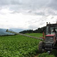 Cash crop: A farmer operates a tractor in his lettuce field in Kawakami, Nagano Prefecture, last year. | BLOOMBERG