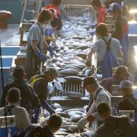 Workers sort fish Monday in the recovering city of Kesennuma, Miyagi Prefecture. | KYODO