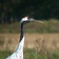 Back from the brink: It may have taken 100 years, but prolonged protection and winter feeding have allowed Japan’s population of red-crowned cranes to recover to over 1,100 individuals from near extinction. | MARK BRAZIL