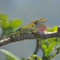 Threat: Species that threaten an island\'s ecosystem may come in small packages, such as this green anole photographed last month on Chichi-jima, one of the Ogasawara Islands. | MARK BRAZIL