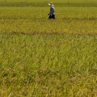 Imperilled staple: Rice fields in central and southern Japan may face yields decimated by as much as 40 percent as the effects of global warming take hold. | BLOOMBERG