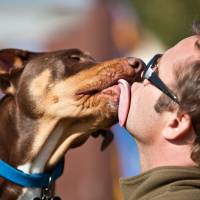Puppy love: Researchers believe that the hormone oxytocin is what causes dogs to bond with humans &#8212; and indeed with each other. | \"MIKE\" MICHAEL L. BAIRD