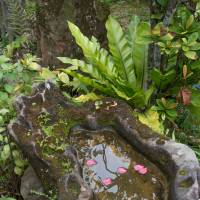 Natural sink: Bougainvillea petals float in a curvaceous water laver. | STEPHEN MANSFIELD